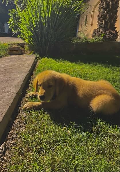 Pedigree Golden Retrievers 0