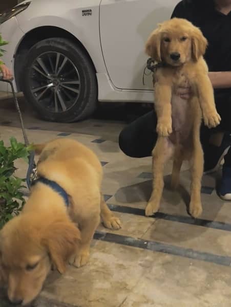 Pedigree Golden Retrievers 1