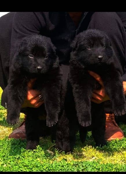 long coat pair black German Shepherd heavy bone available 2