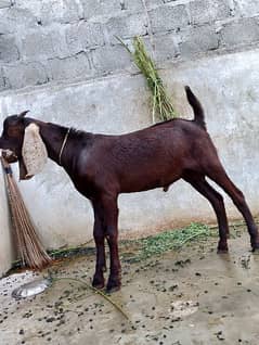 Goat for sale male Cross bread Bakra