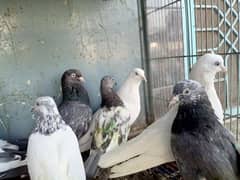 best pigeon sale