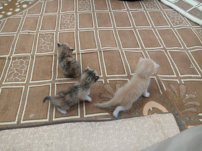 Persian cat kitten triple koote original Persian cat kitten 0