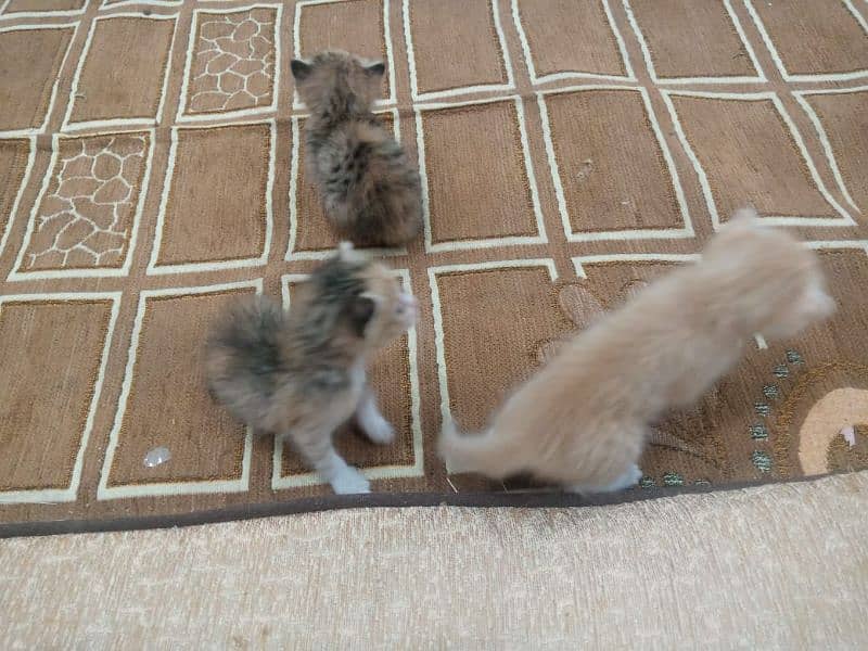 Persian cat kitten triple koote original Persian cat kitten 1