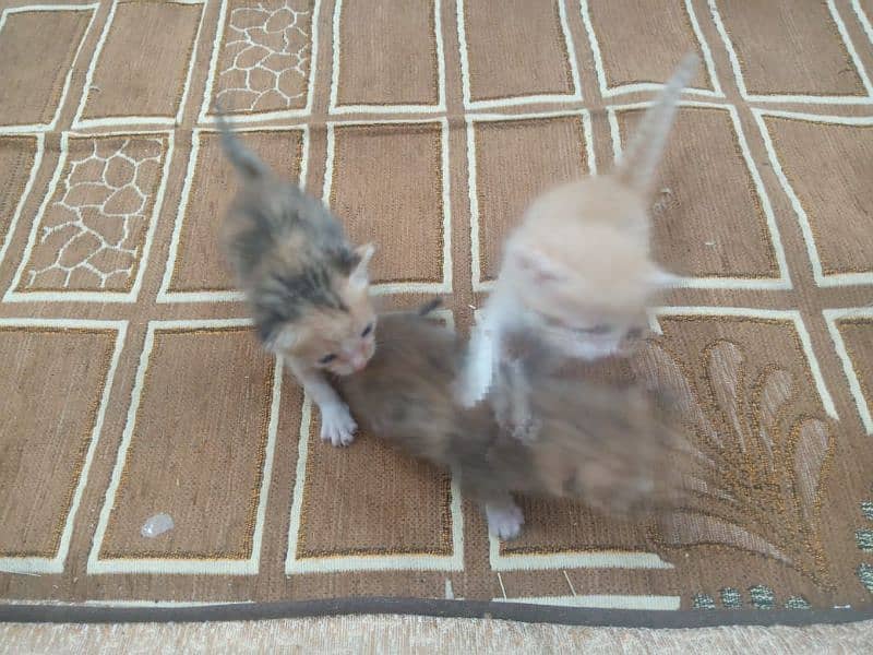 Persian cat kitten triple koote original Persian cat kitten 2