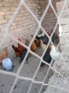 Golden misri hens for sale 0