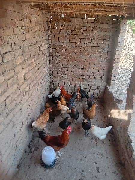 Golden misri hens for sale 1