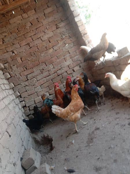 Golden misri hens for sale 2