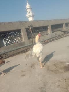 heera murga and red Aseel hen and chiks