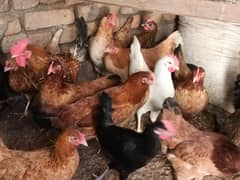 golden misri/ Egg laying /Hens /Murgiya/ Hens setup