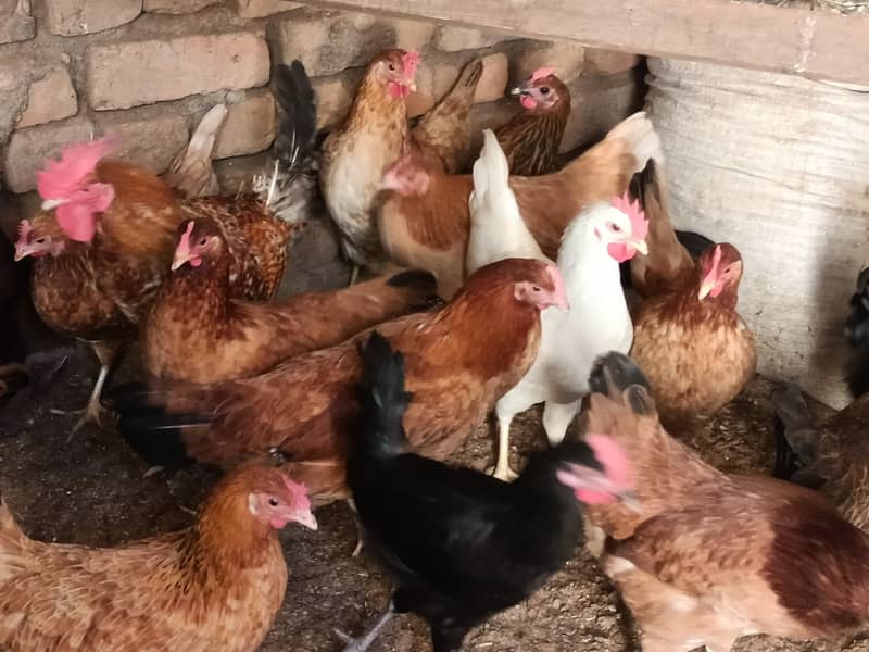 golden misri/ Egg laying /Hens /Murgiya/ Hens setup 0