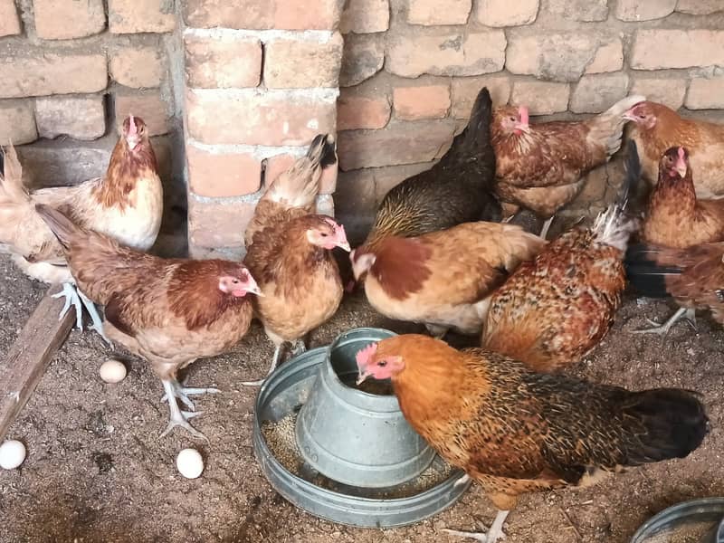 golden misri/ Egg laying /Hens /Murgiya/ Hens setup 1