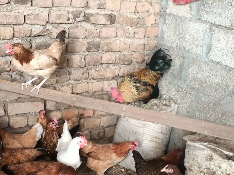 golden misri/ Egg laying /Hens /Murgiya/ Hens setup 2