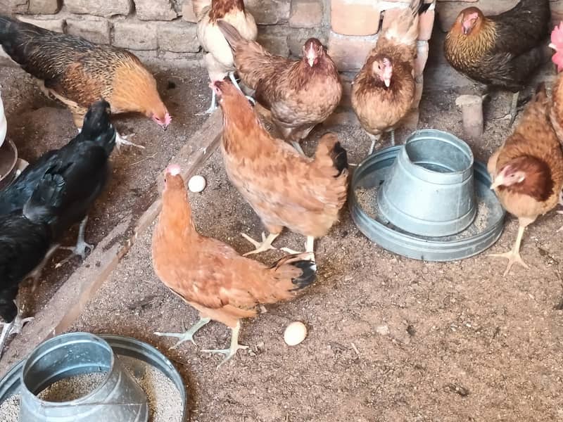 golden misri/ Egg laying /Hens /Murgiya/ Hens setup 3