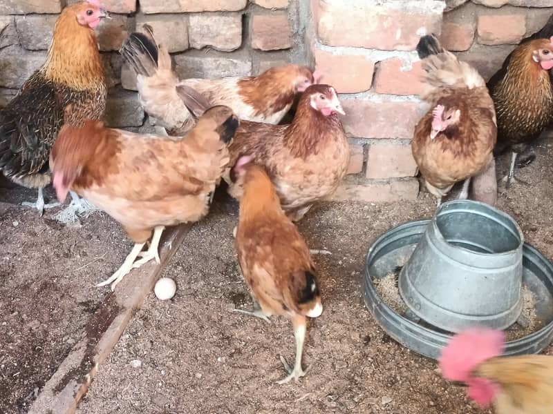 golden misri/ Egg laying /Hens /Murgiya/ Hens setup 4