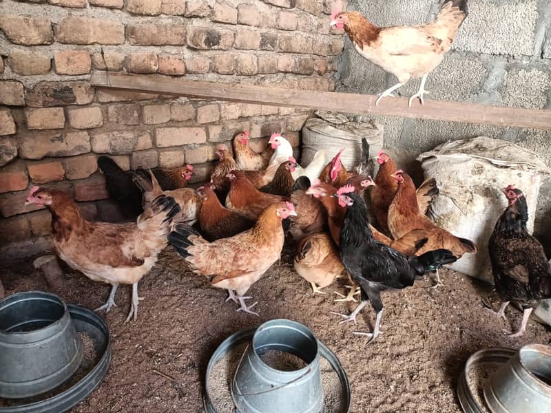 golden misri/ Egg laying /Hens /Murgiya/ Hens setup 5