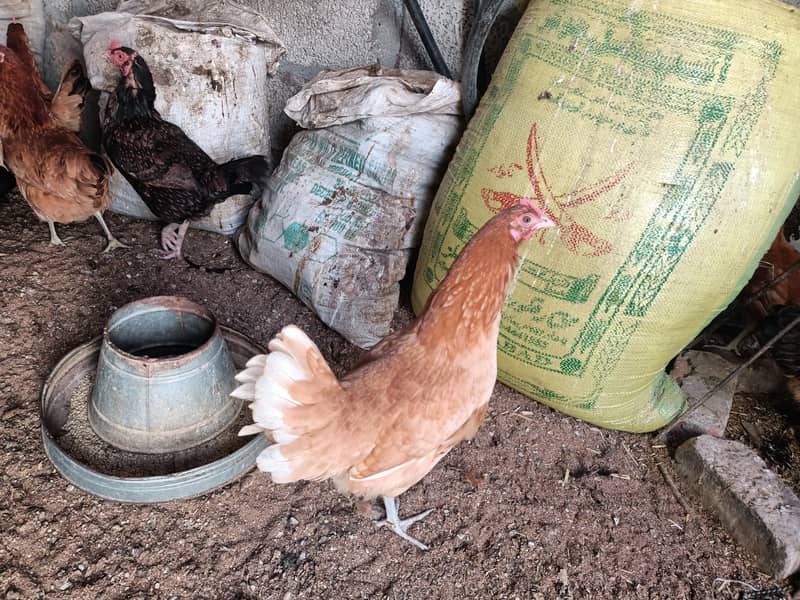 golden misri/ Egg laying /Hens /Murgiya/ Hens setup 6