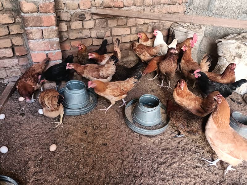 golden misri/ Egg laying /Hens /Murgiya/ Hens setup 7