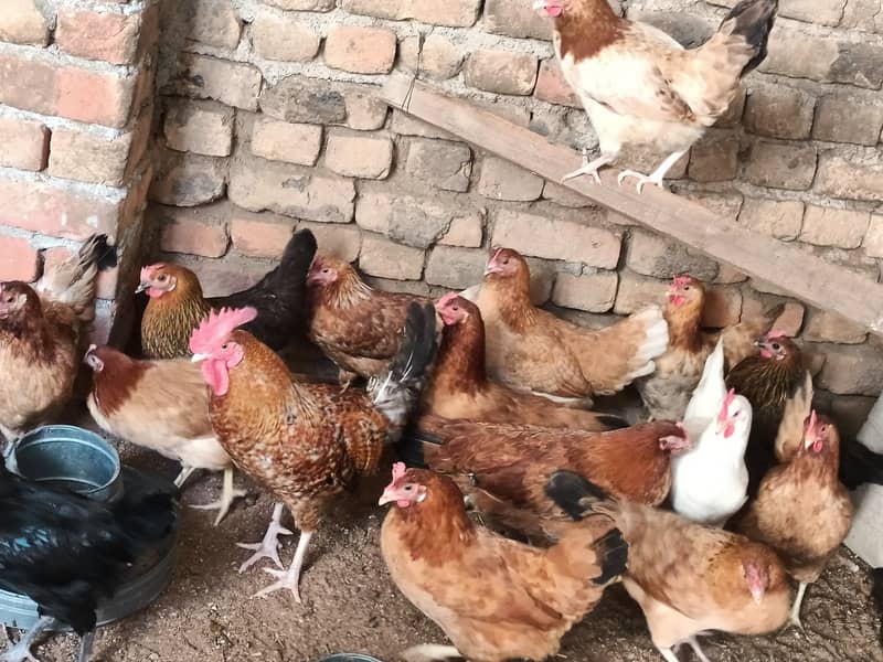 golden misri/ Egg laying /Hens /Murgiya/ Hens setup 8