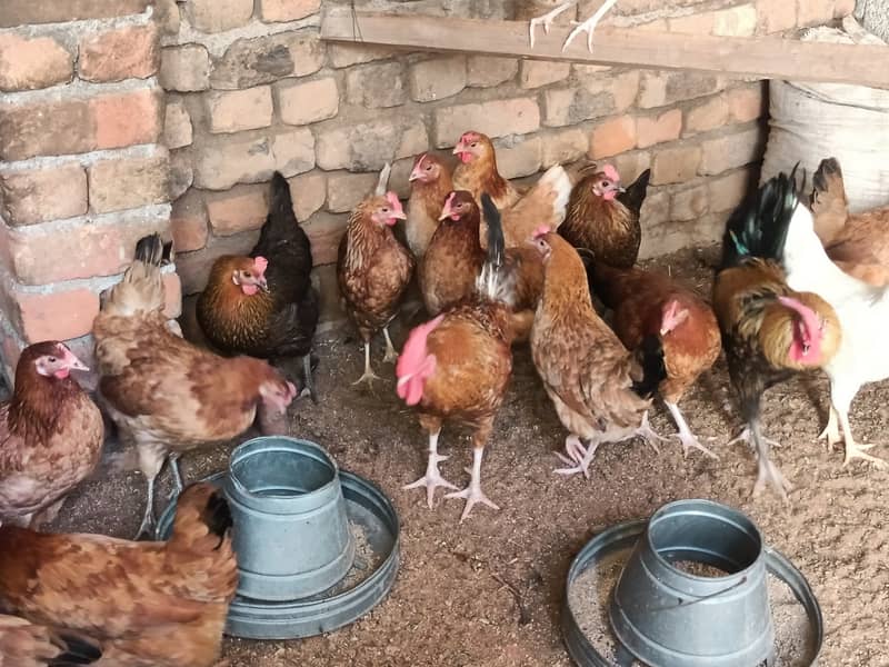 golden misri/ Egg laying /Hens /Murgiya/ Hens setup 9