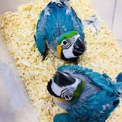 Blue macaw chicks Healthy active call number 03322732050