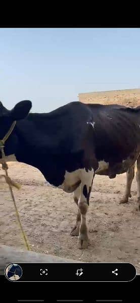 holestein fresian cow 3rd lactation 12 liter milk 2 month ki sui hui h 1