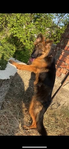 5 months Gsd female pedigree parents daughter