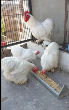 bentum breeder and ready to breed available