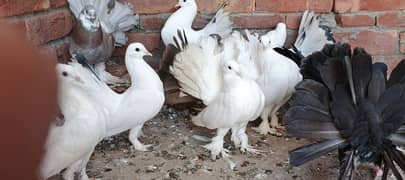 Pegions For sale / breeders / kabootar / fancy pegion / lakka / کبوتر 0