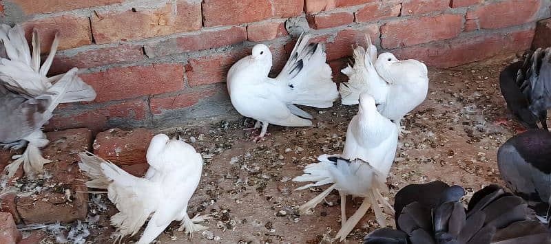 Pegions For sale / breeders / kabootar / fancy pegion / lakka / کبوتر 3