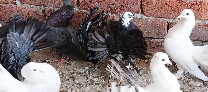 Pegions For sale / breeders / kabootar / fancy pegion / lakka / کبوتر 5