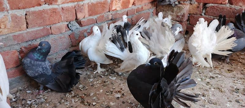 Pegions For sale / breeders / kabootar / fancy pegion / lakka / کبوتر 8