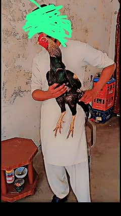 pakistani aseel quilty bird