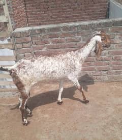 Makhi cheeni bakri for sale