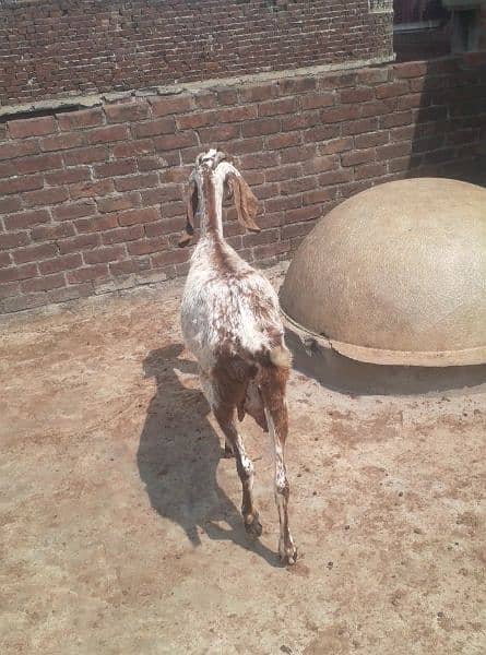 Makhi cheeni bakri for sale 2