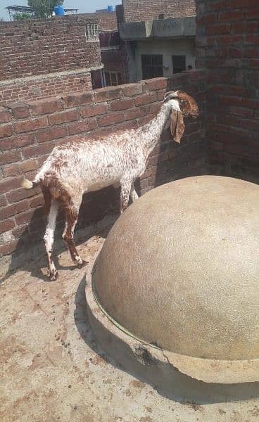 Makhi cheeni bakri for sale 3