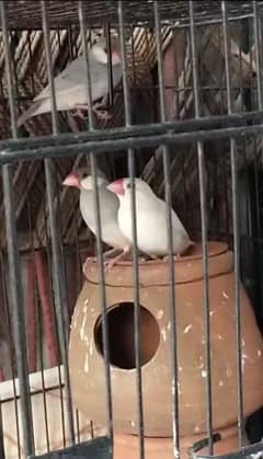 Java Finches Pair for Sale