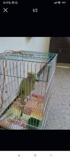 Speaking Parrot - Mitho 0