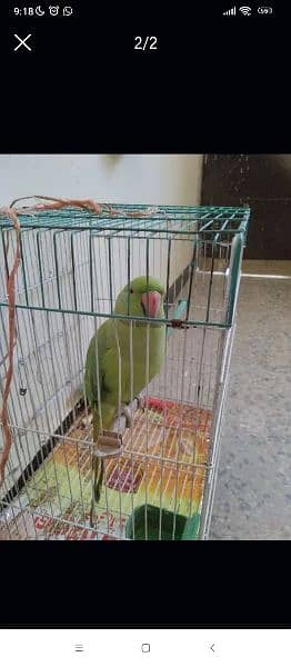 Speaking Parrot - Mitho 1