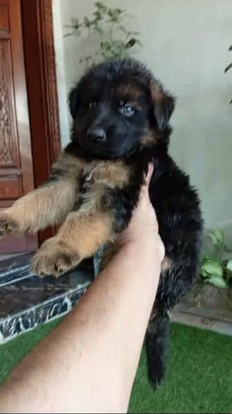 gsd long coat puppies contact only WhatsApp 03105395891 1