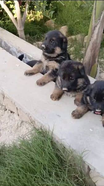 gsd long coat puppies contact only WhatsApp 03105395891 2