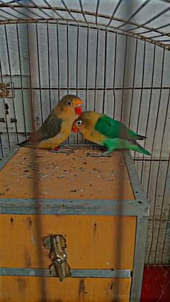 lovebird  payer