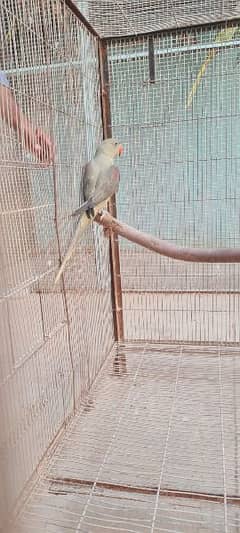 olive Pahari | high quality parrots | pahari parrot pair