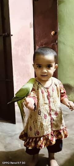 Mujhe ringneck perrot sell karna h age 8 month h