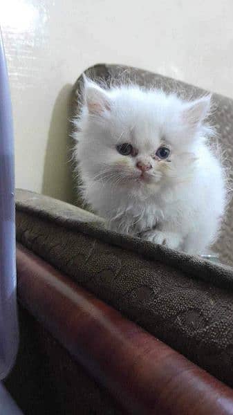 Persian white kittens- Female kitten 1