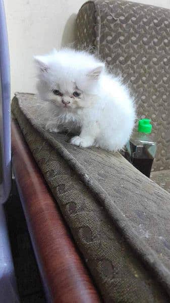 Persian white kittens- Female kitten 2