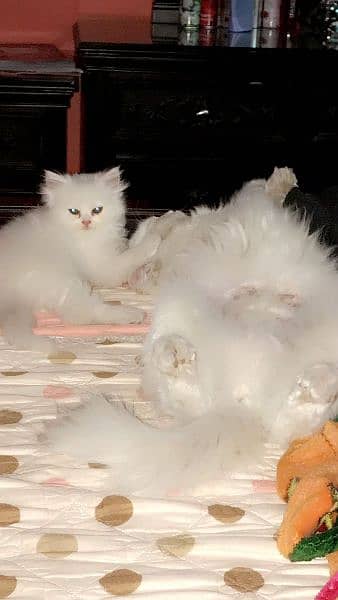 Persian white kittens- Female kitten 3