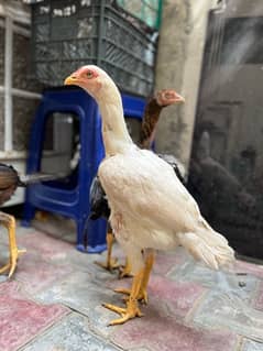 Pure Heera madi hen female