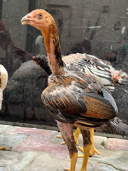 Pure Heera madi hen female 1