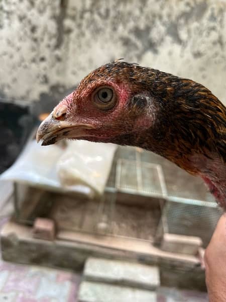 Pure Heera madi hen female 5