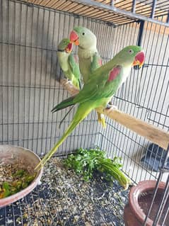 Parrot For sale / Green Parrot / Parrot pair / Talking Parrot / Tota